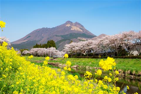 由布院（4月上旬頃撮影）